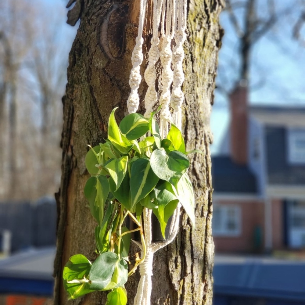 Handmade Macrame Hanger with Knot - Picture 3 of 3